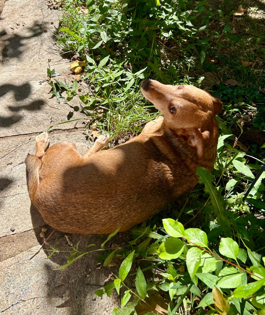 A little yellow dog suns himself on a stone pathway with his front half lounging on the green ground cover beside the path.