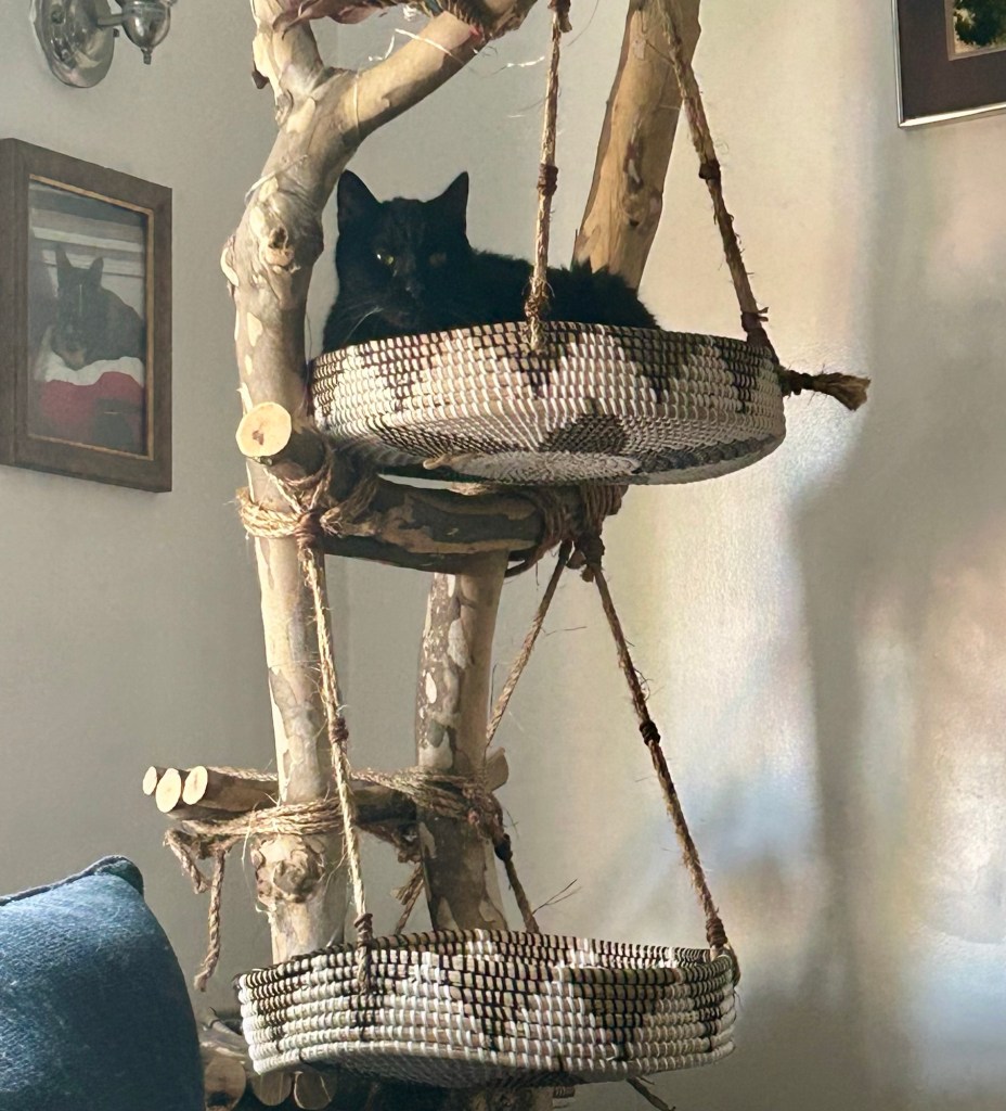 A handsome black cat sits in the highest basket of a cat tree made of real tree branches.