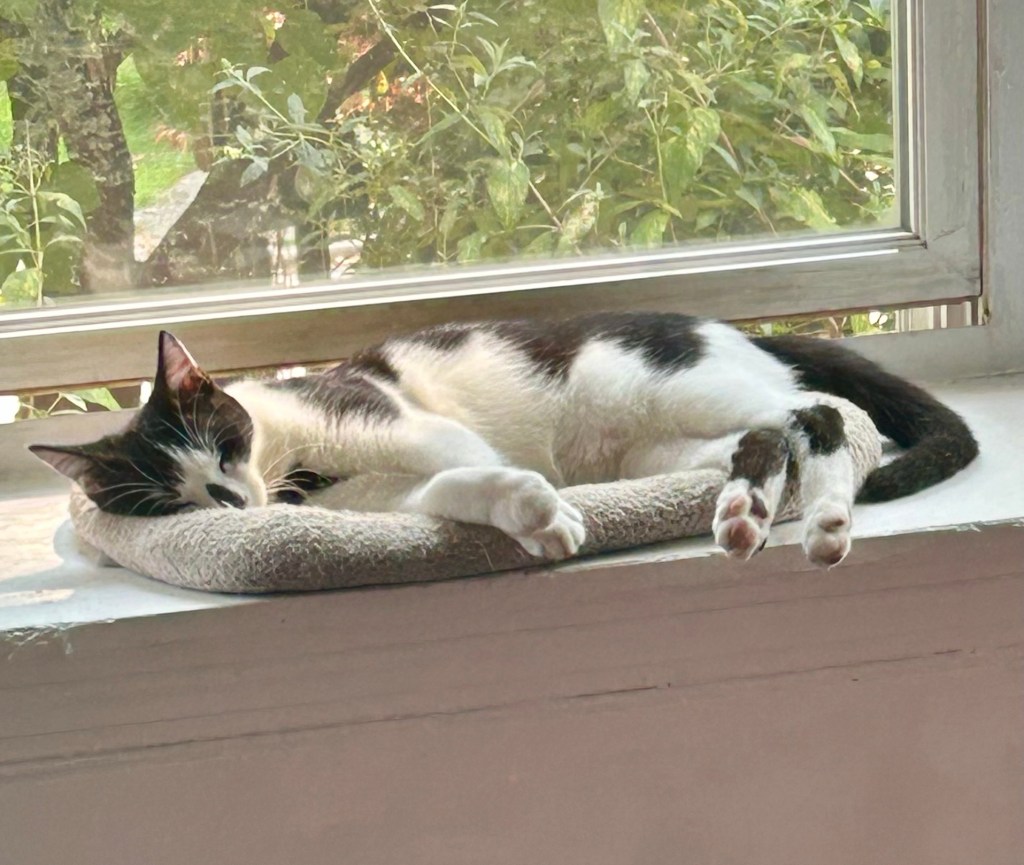 An adorable black and white kitten sleeps on the ledge of a bay window.