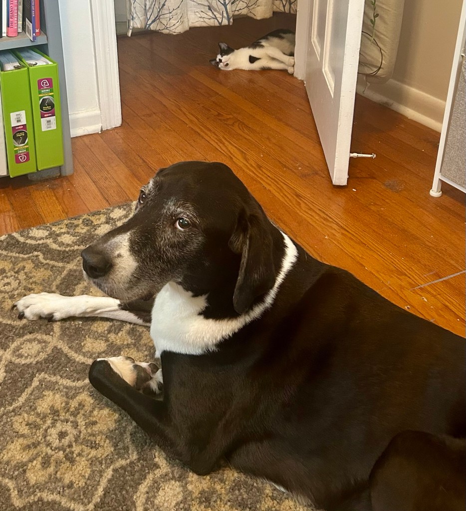 A little black and white kitten lounges in an open doorway and looks on at the magnificent, large hound sitting on the rug in the middle of the room.