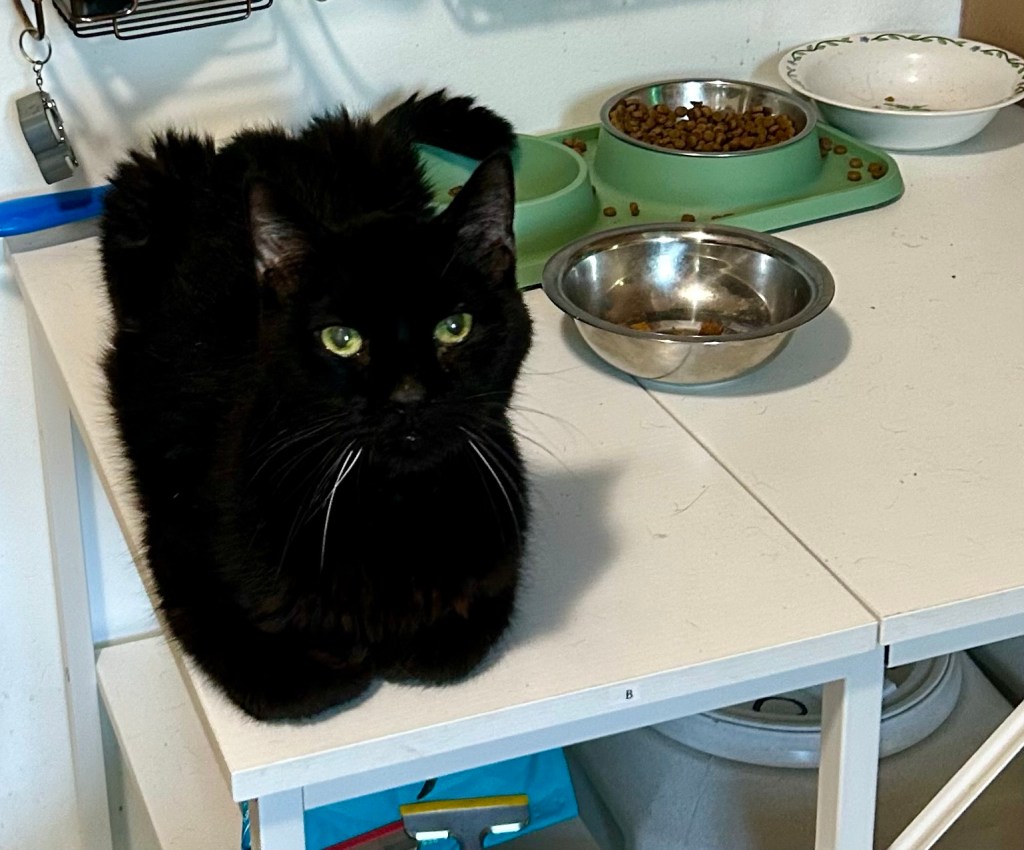 A magnificent black house cat sits on a white table in loaf position next to several bowls.