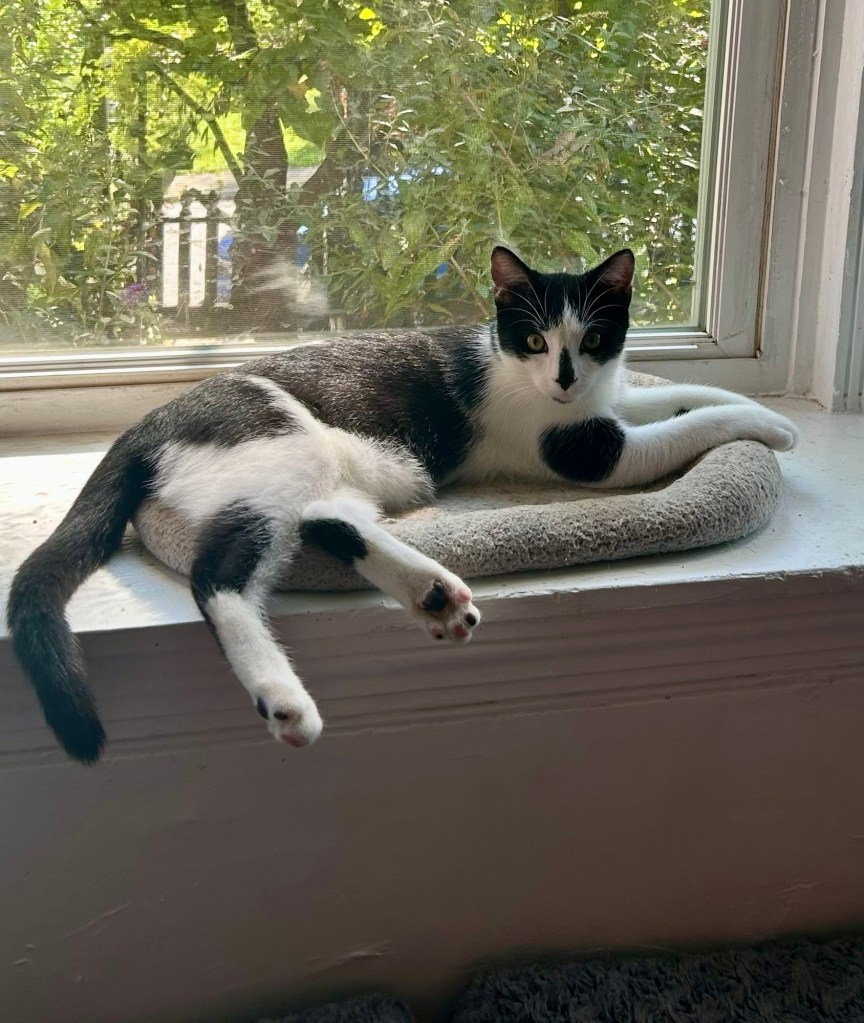 A wonderfully lanky black and white kitten lounges in a cat bed atop a wide, bay window ledge.  The green foliage outside the window creates a fine backdrop.