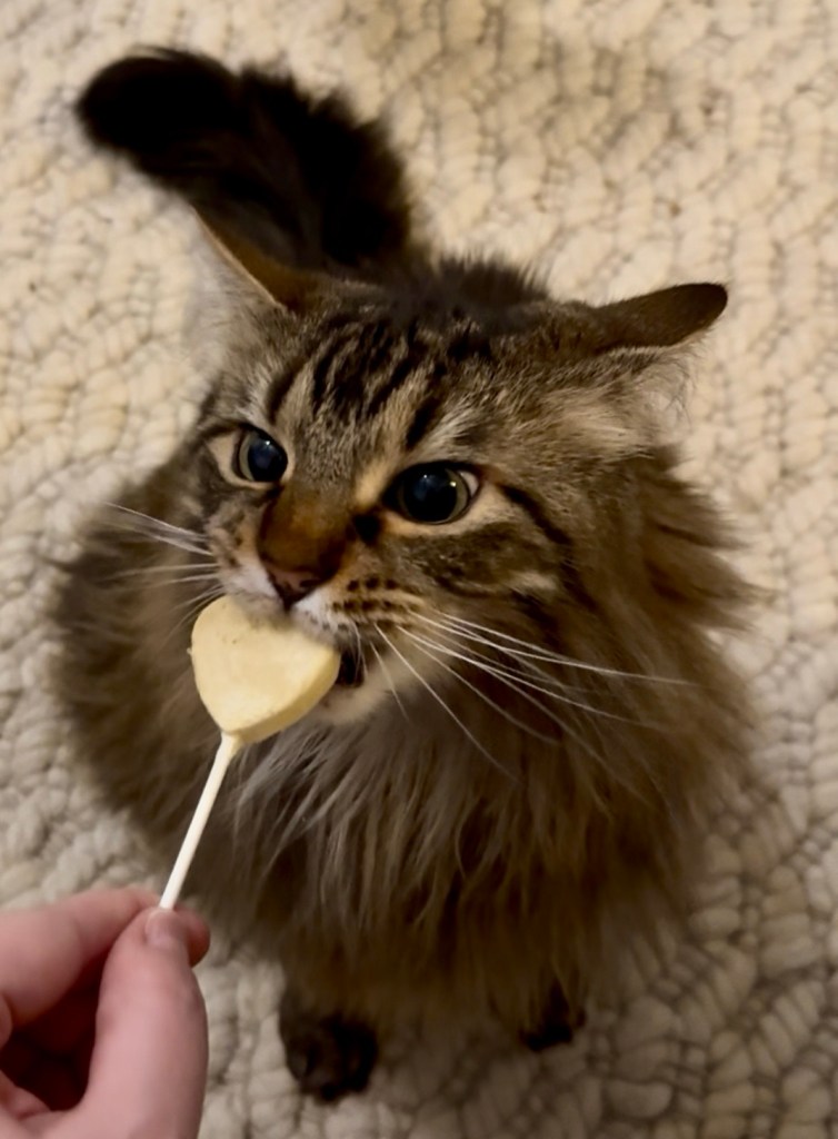 A beautiful long haired cat bites into a cat treat shaped as a lollipop, held out to her by a human hand.
