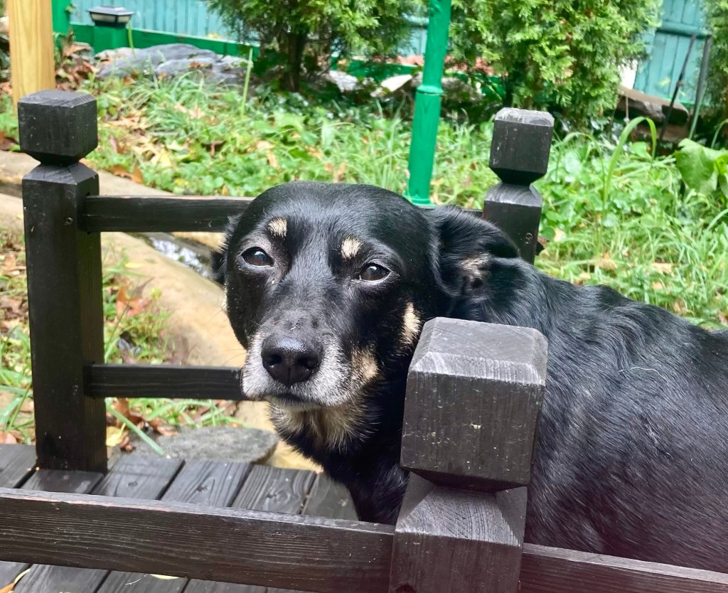 Same little dog in the same location but this time her ears are down.