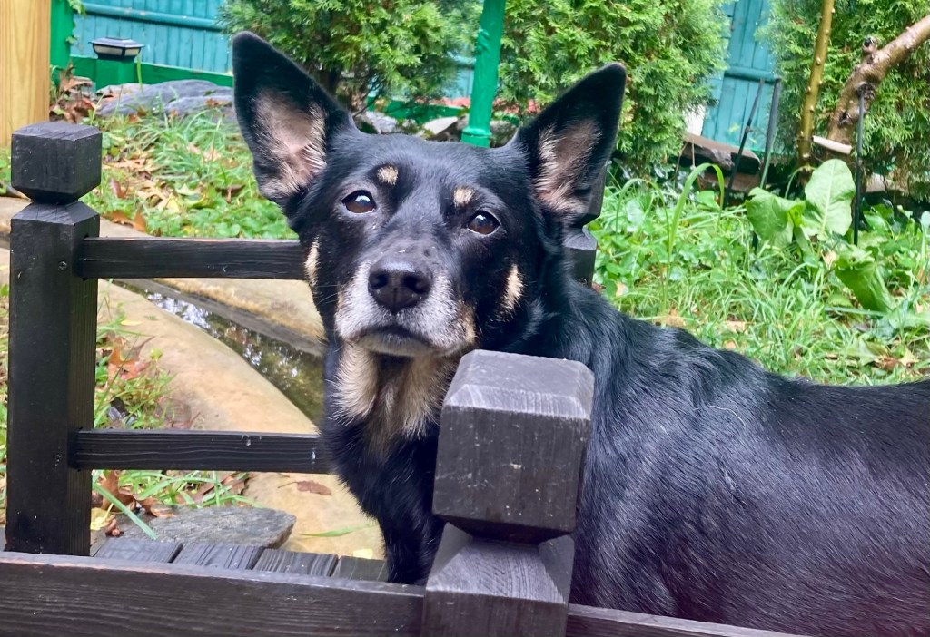 A pretty little black dog with caramel markings stands on a small garden bridge with her ears up.