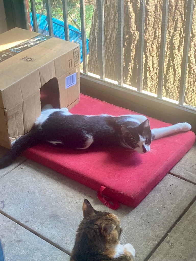 A black and white kitten stretches out in front of a cardboard box with a door cut in it.  He appears to be talking to a pretty calico cat who sits beside him.