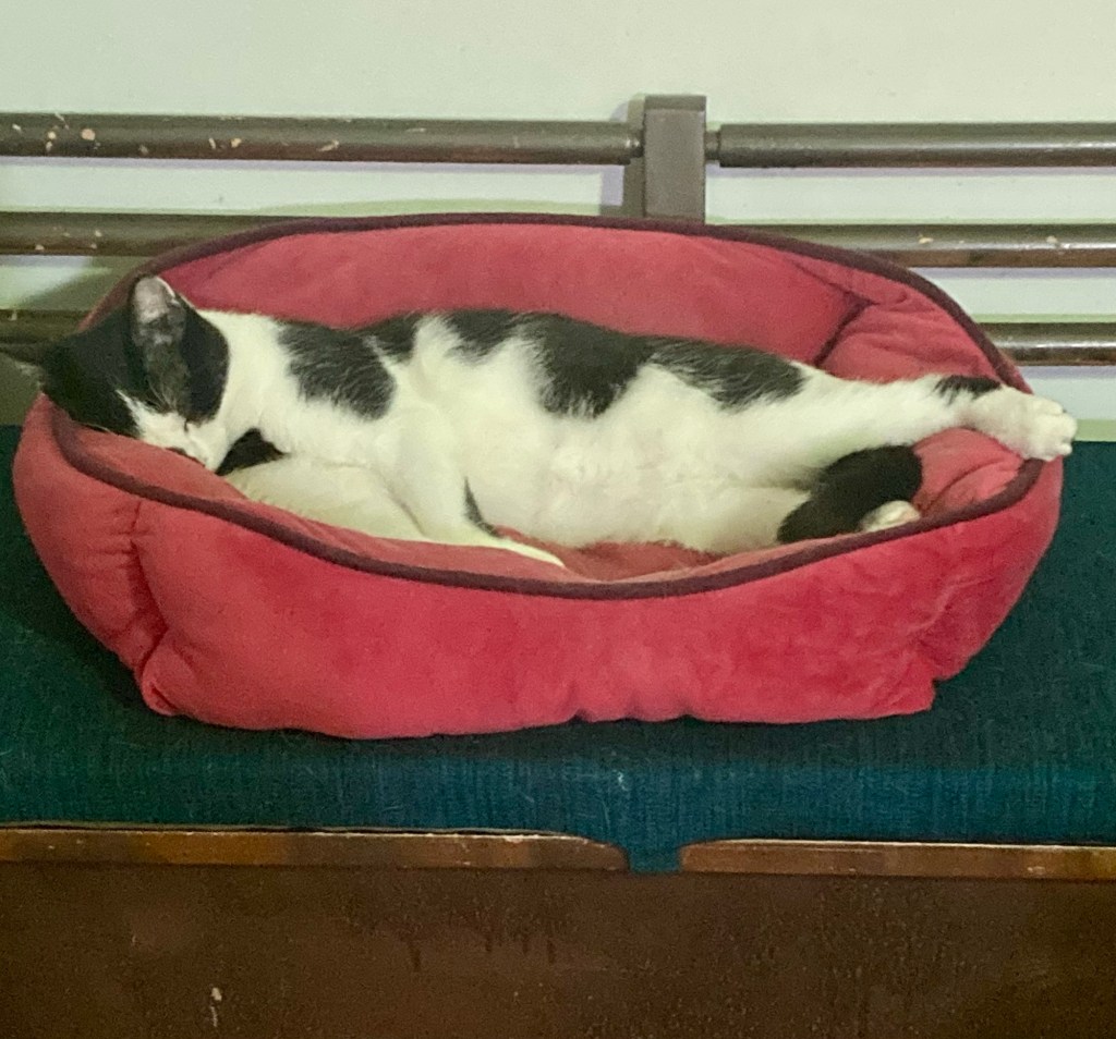 A young black and white cat snoozes all sprawled out in a cushioned cat bed placed on top of a bench cushion.