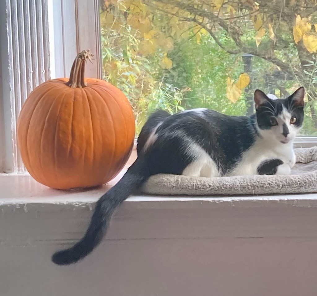 A handsome young black and white cat poses on the ledge of a bay window next to a pumpkin.