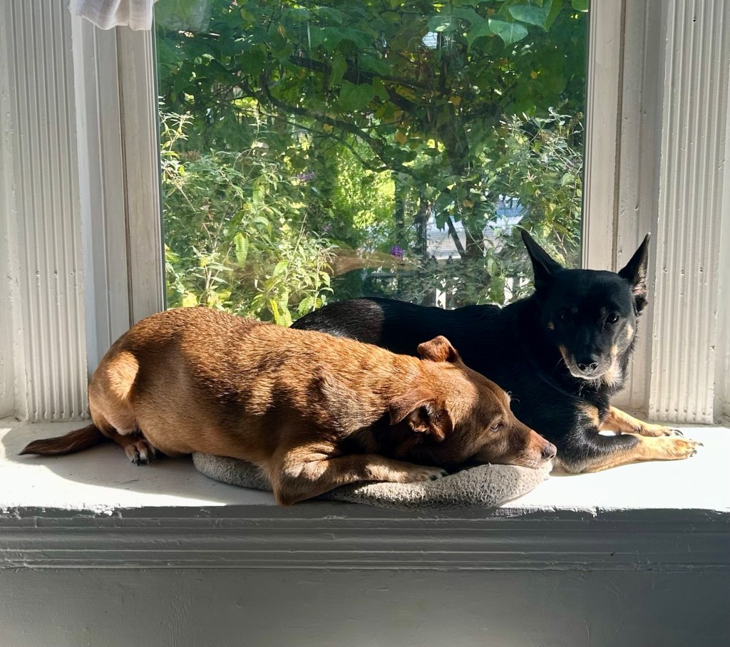 A little yellow dog and a little black dog with caramel markings lay curled up together in a patch of sun on a wide bay window ledge.