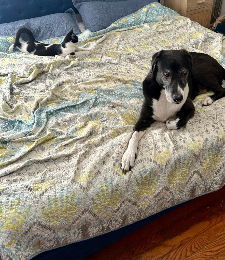 A large black and white hound sits at the foot of a king sized bed.  His big brown eyes look worried.  At the head of the bed, next to the pillows, a lean black and white kitten stretches and considers his next move.
