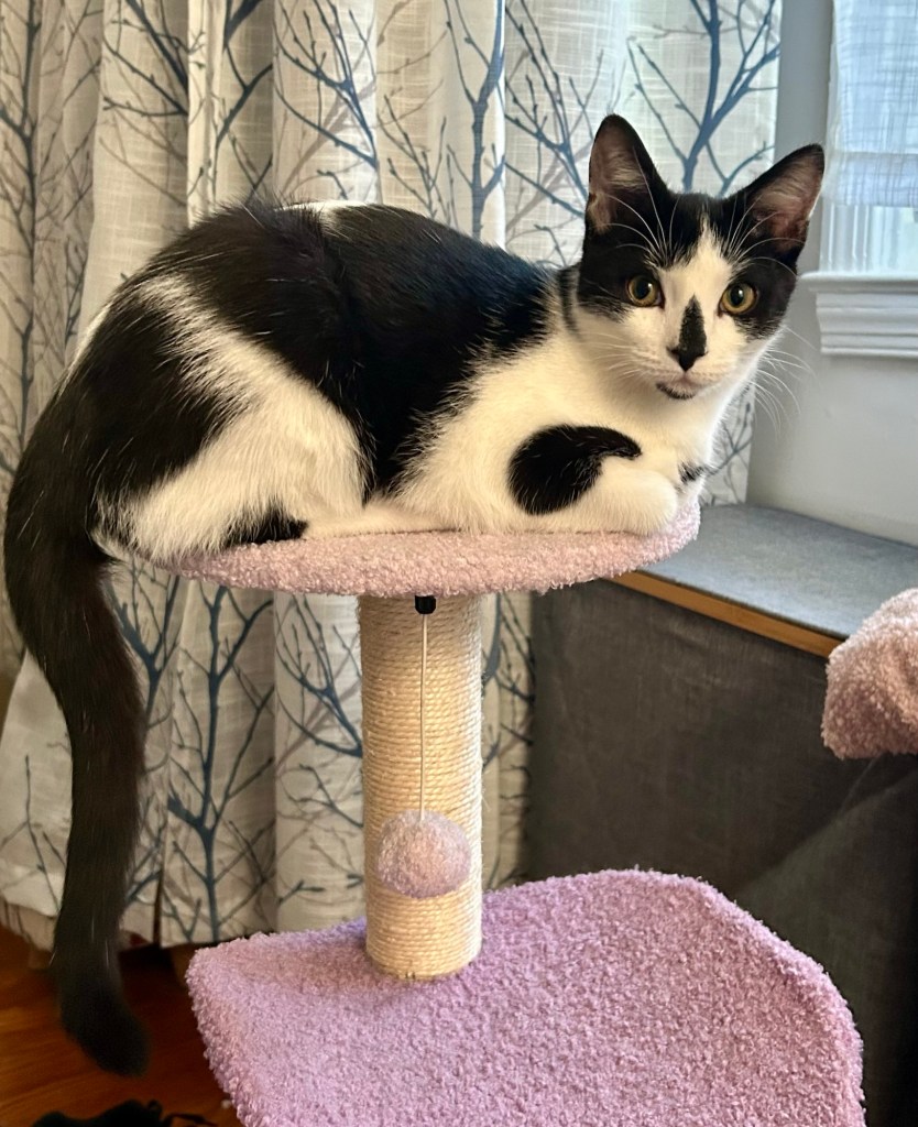 A black and white kitten sits in loaf position atop a small cat tree with his black tail hanging behind him.
