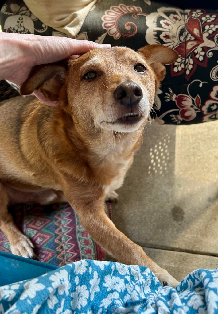 A little yellow dog receives ear skritches and looks up at his human with absolute adoration.