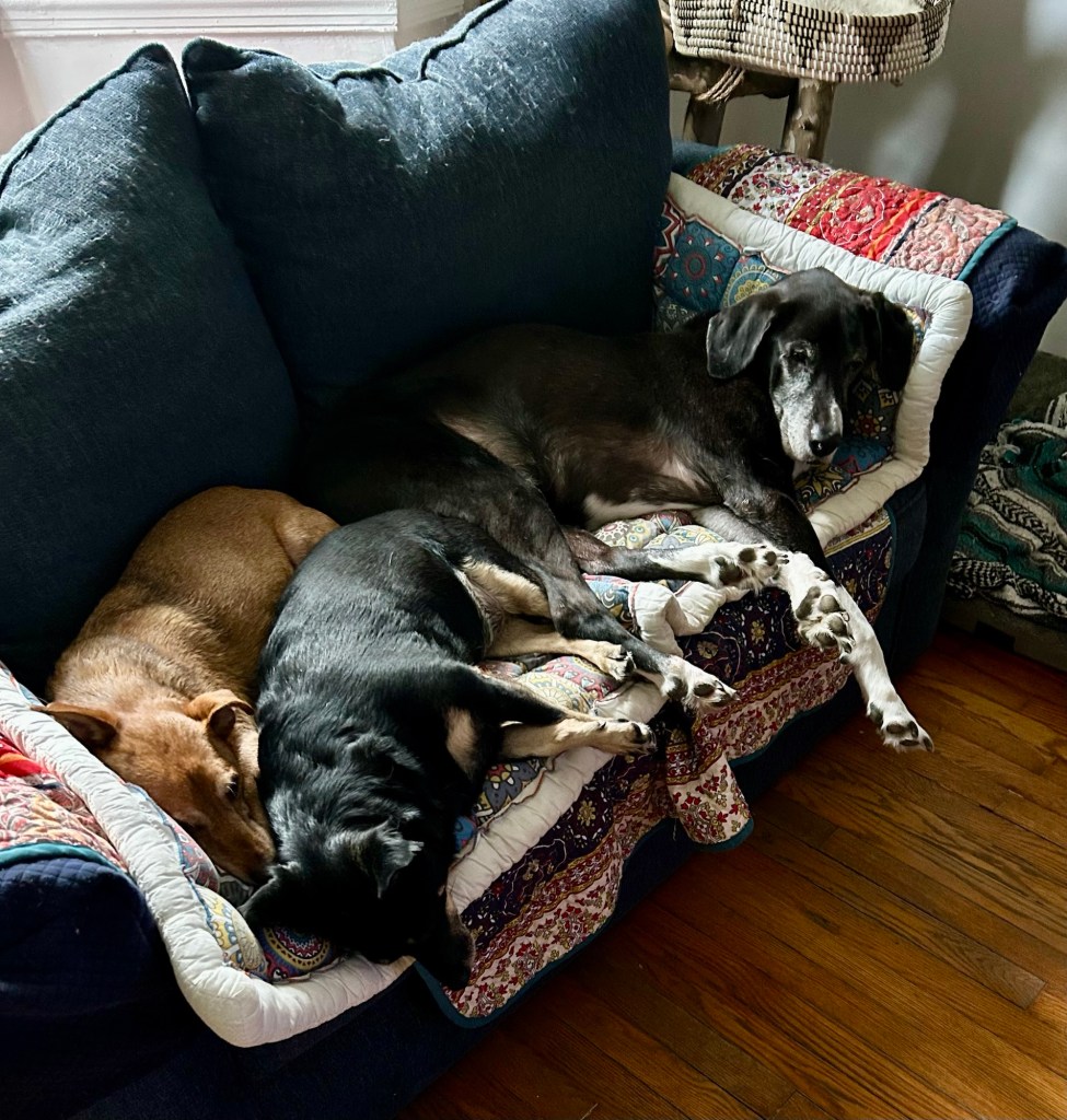 Three dogs lay together on a loveseat with their 12 legs going every which way.