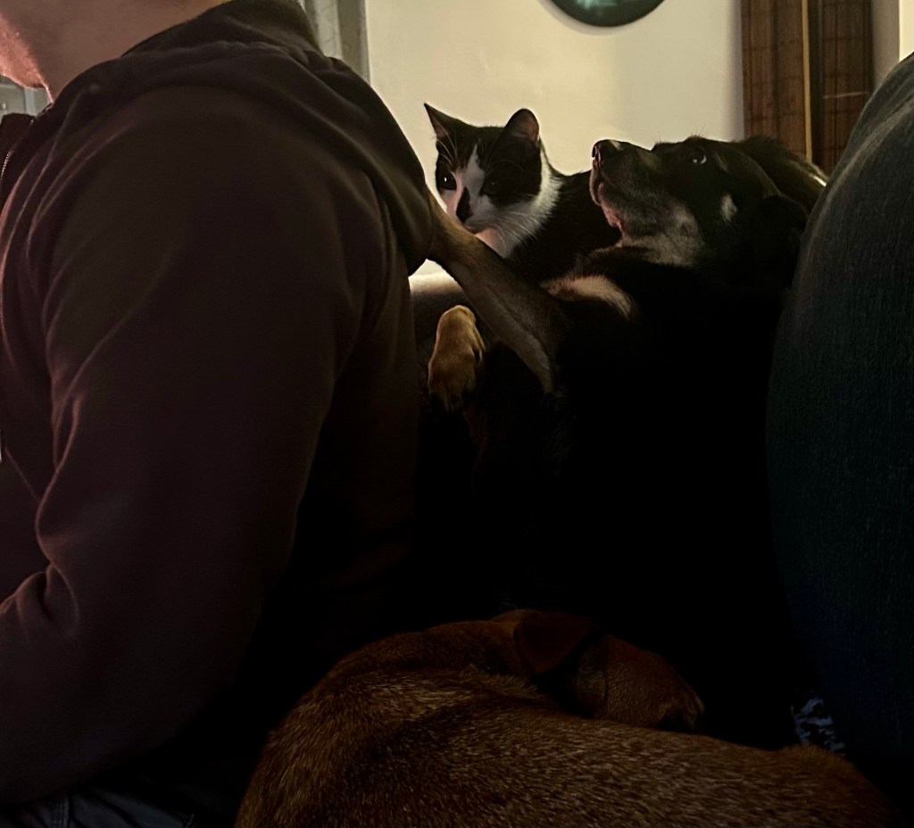 A little black dog and a black and white kitten sit behind a man on a couch.  The little dog is tapping on his hoodie with one of her front paws as the kitten looks on.