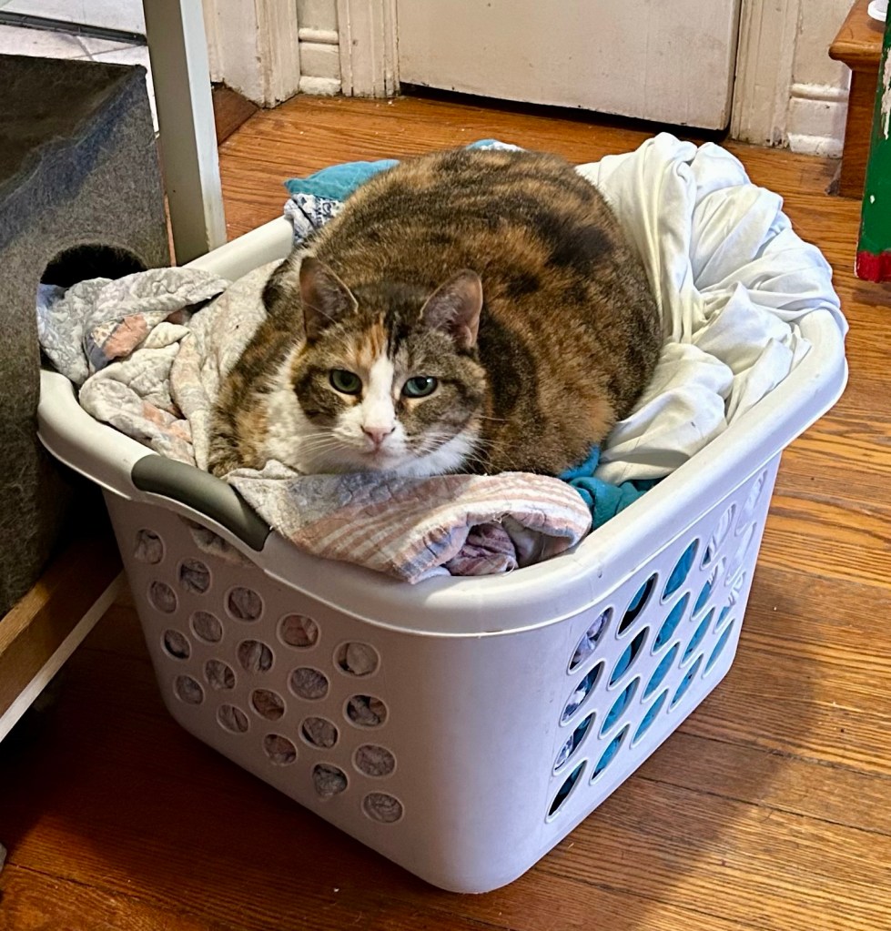 A pretty calico cat lounges atop a bin full of laundry.