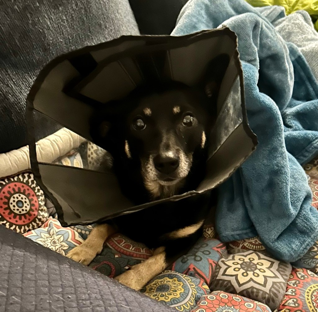 A pretty black dog with caramel markings sits on a couch with a little cone around her neck.  She looks most pathetic.