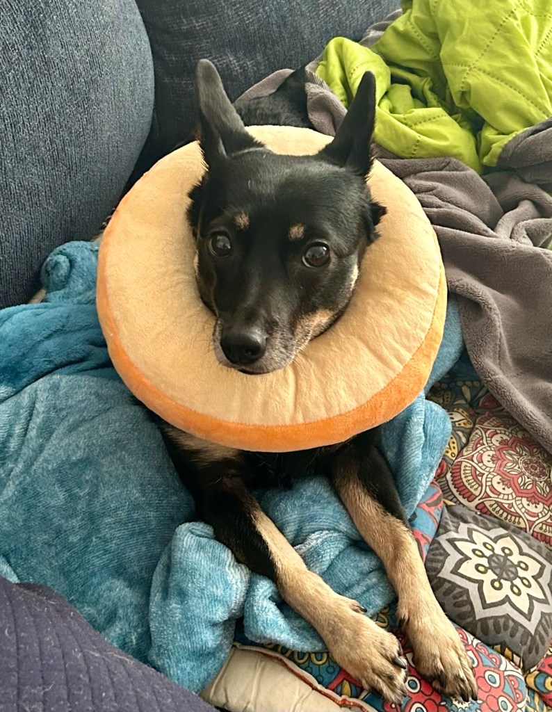 A gorgeous little black dog with caramel markings sits on a couch.  She sports a stuffed collar resembling a bagel around her neck.