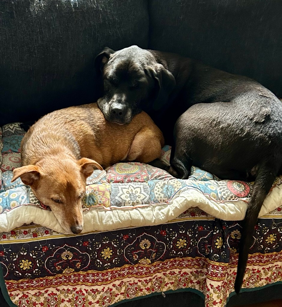 A pretty big black dog lies next to a little yellow dog on a loveseat and rests her head on his flank.