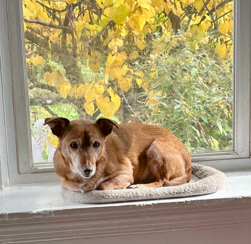 A handsome little yellow dog sits on the wide ledge of a bay window.  Behind him, the yellow leaves of a redbud tree are behind him.