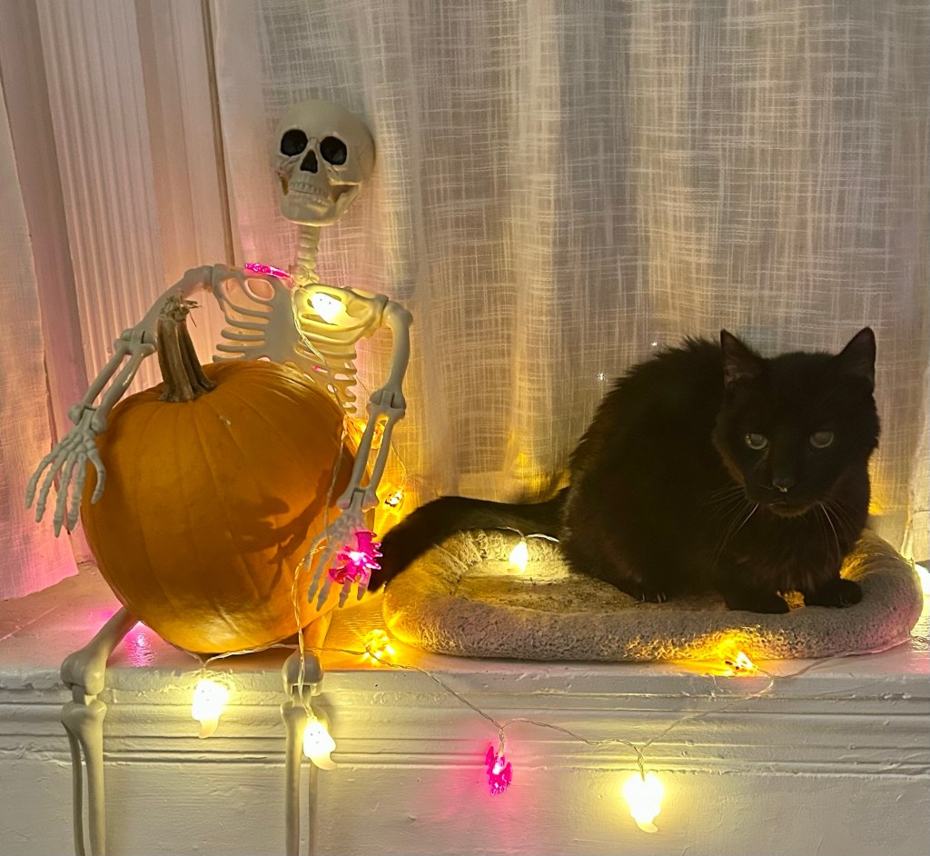 A magnificent black cat crouches on a wide bay window ledge next to a small skeleton holding a pumpkin surrounded by Halloween fairy lights.