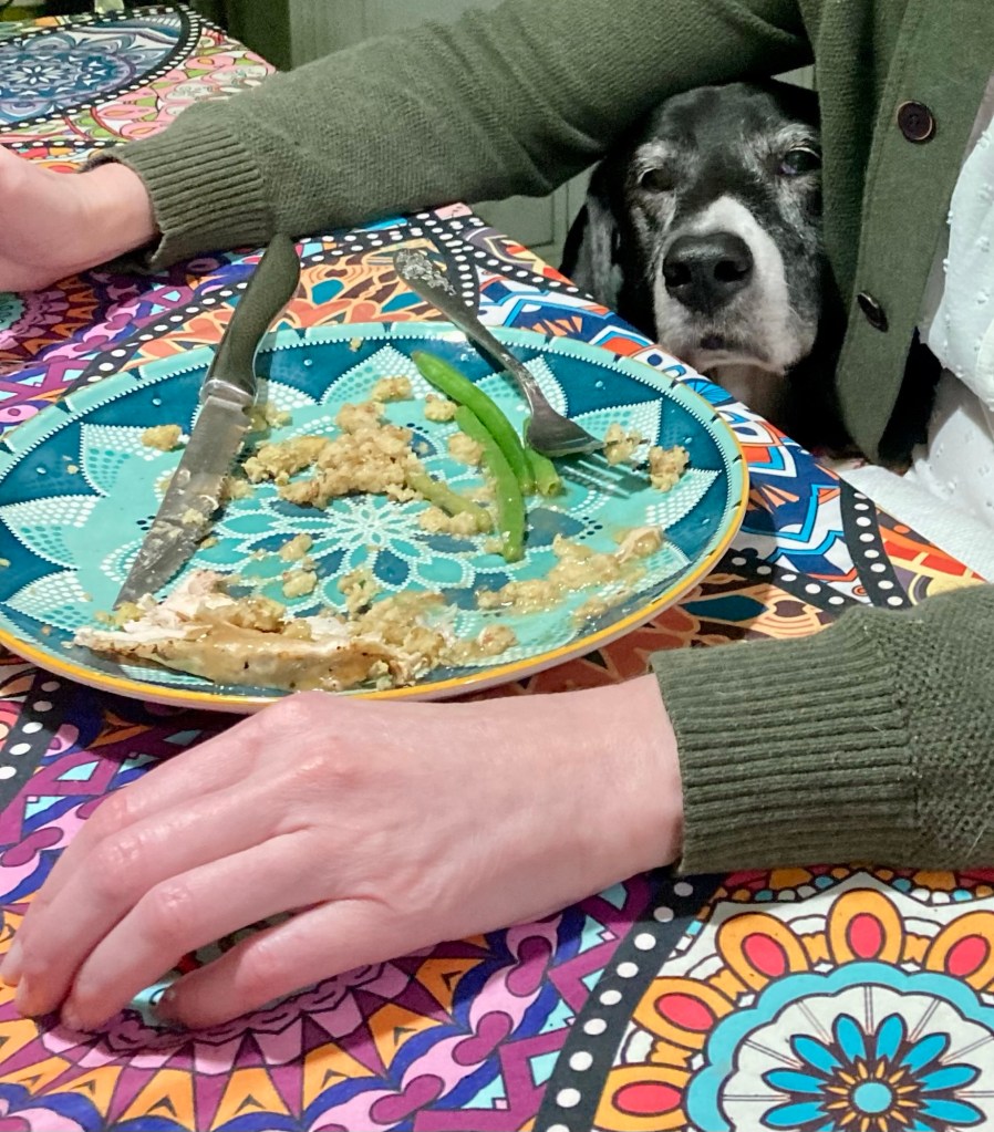 A large black and white hound sits close to a woman eating her Thanksgiving dinner.  The dog stares longingly at the woman’s plate.