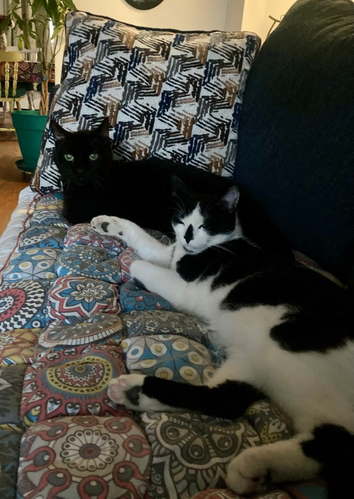 A handsome black cat sits in loaf position at the end of a couch.  A younger, large black and white cat lounges fully stretched out in the center of the couch.