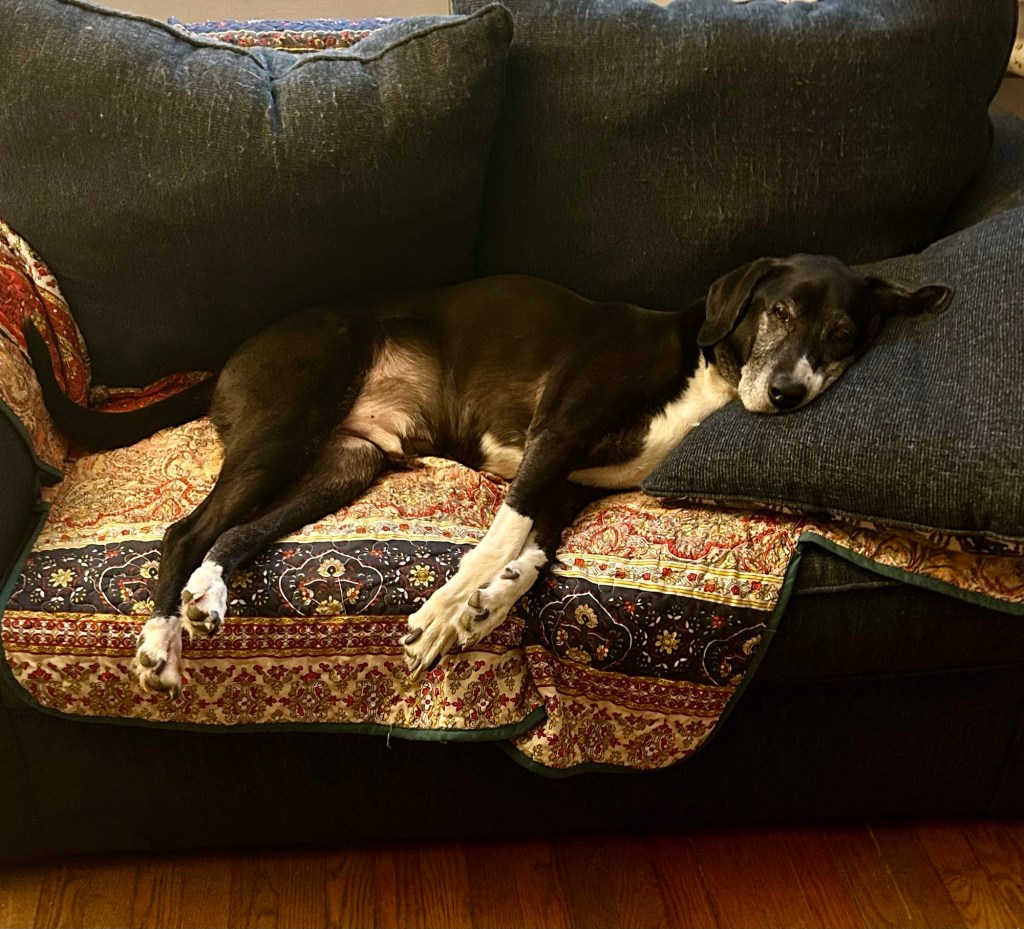 A handsome black and white hound lays all sprawled out on a blue, overstuffed loveseat.