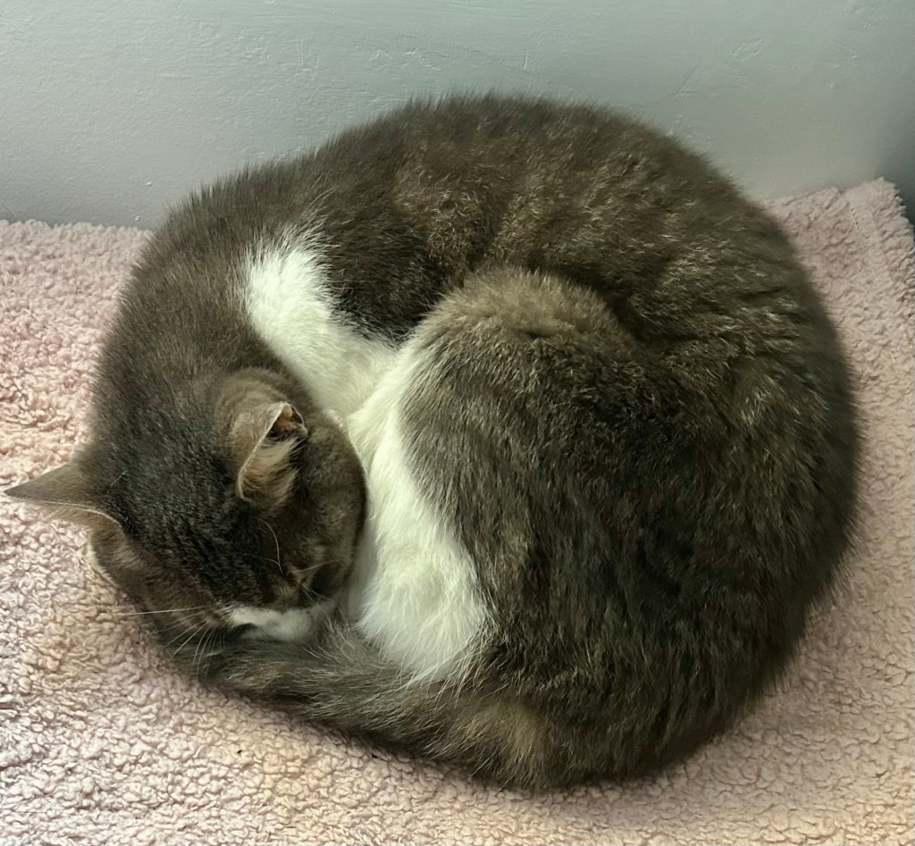 A pretty grey, stripy tabby cat sleeps tightly curled up on a fluffy, pink fleece blanket.