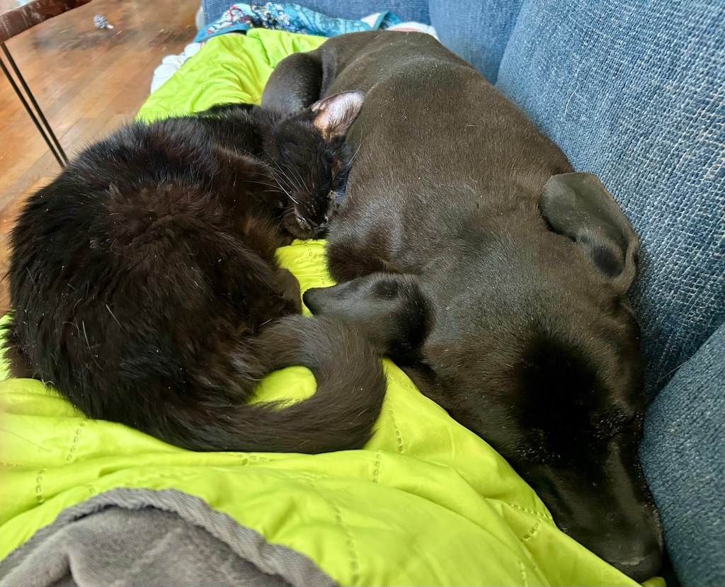A handsome black house cat sleeps on a woman’s lap.  He rests his forehead on the flank of a big, black dog who is sleeping next to the woman in the couch.