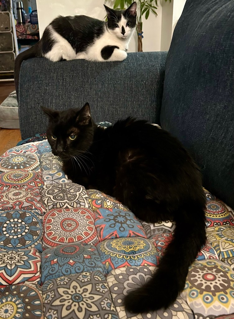 A big black cat loafs on a couch and a little black and white cat sits on the couch arm.