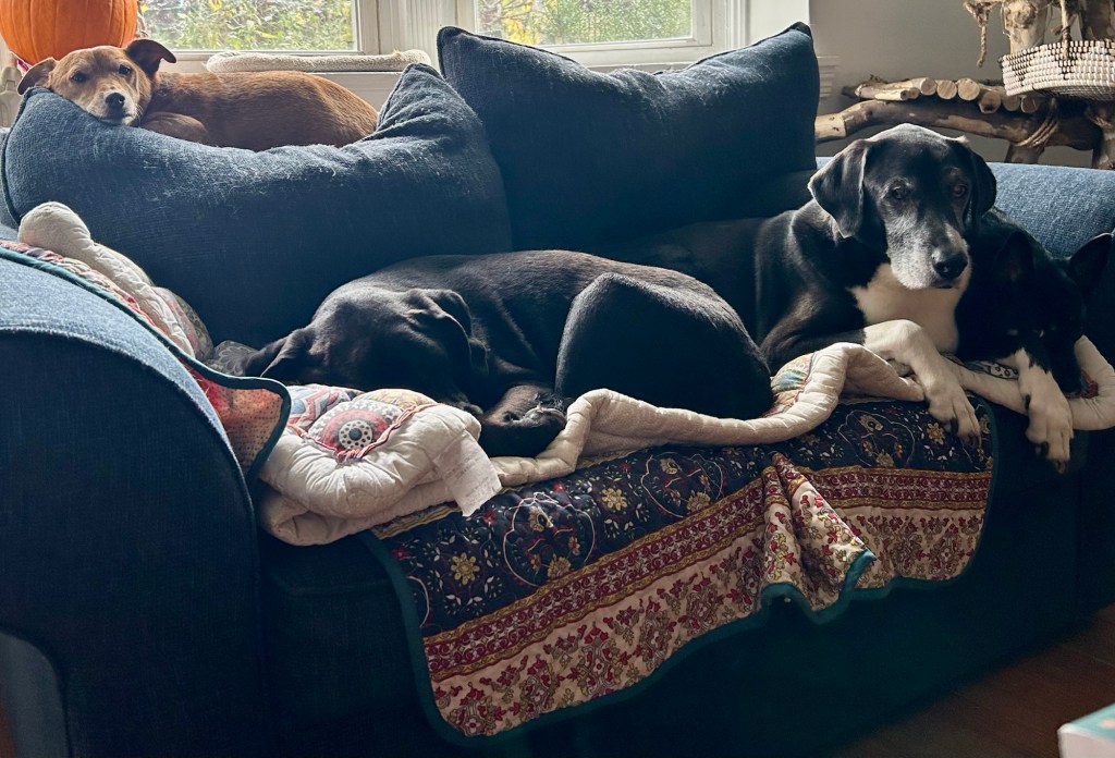 A pile of dogs cuddle in a pile on a loveseat.