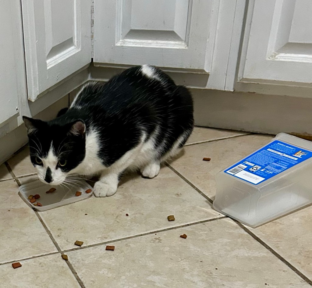 A young black and white cat crouches over an upended package of Temptations treats on the kitchen floor.