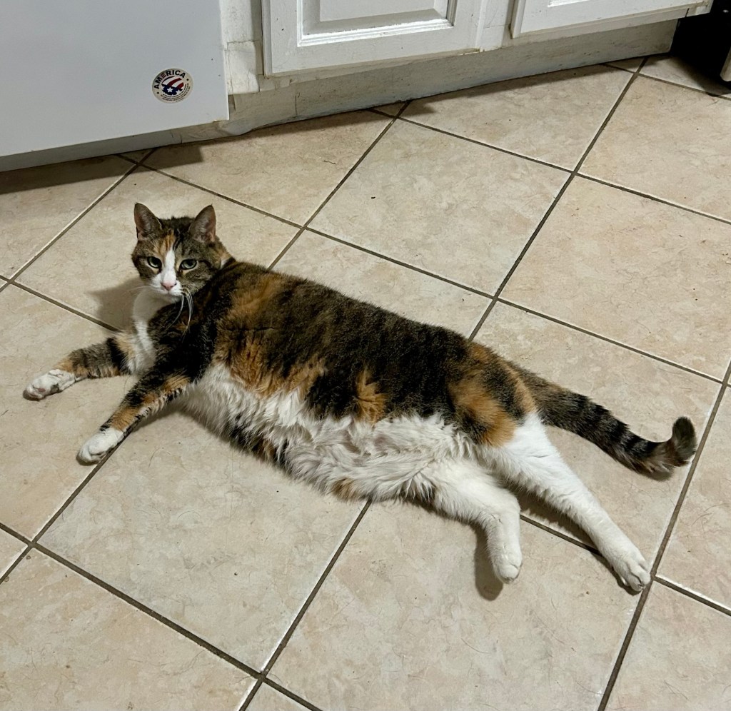 A gorgeous calico lays fully stretched out on a tiled kitchen floor.