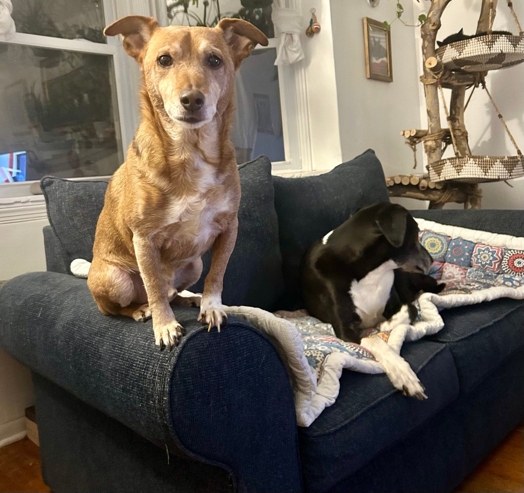 A little yellow dog sits atop the armrest of a loveseat and looks most pleased with himself.