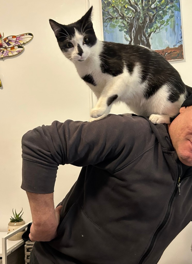 A young tuxedo cat crouches on the shoulders of a man in a black hoodie.