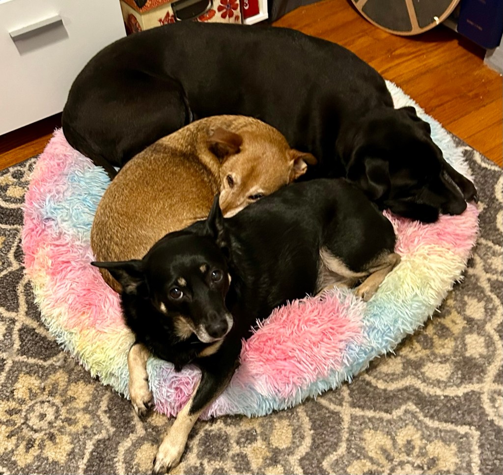 A little yellow dog lies between two black dogs on a fabulous rainbow dog bed.
