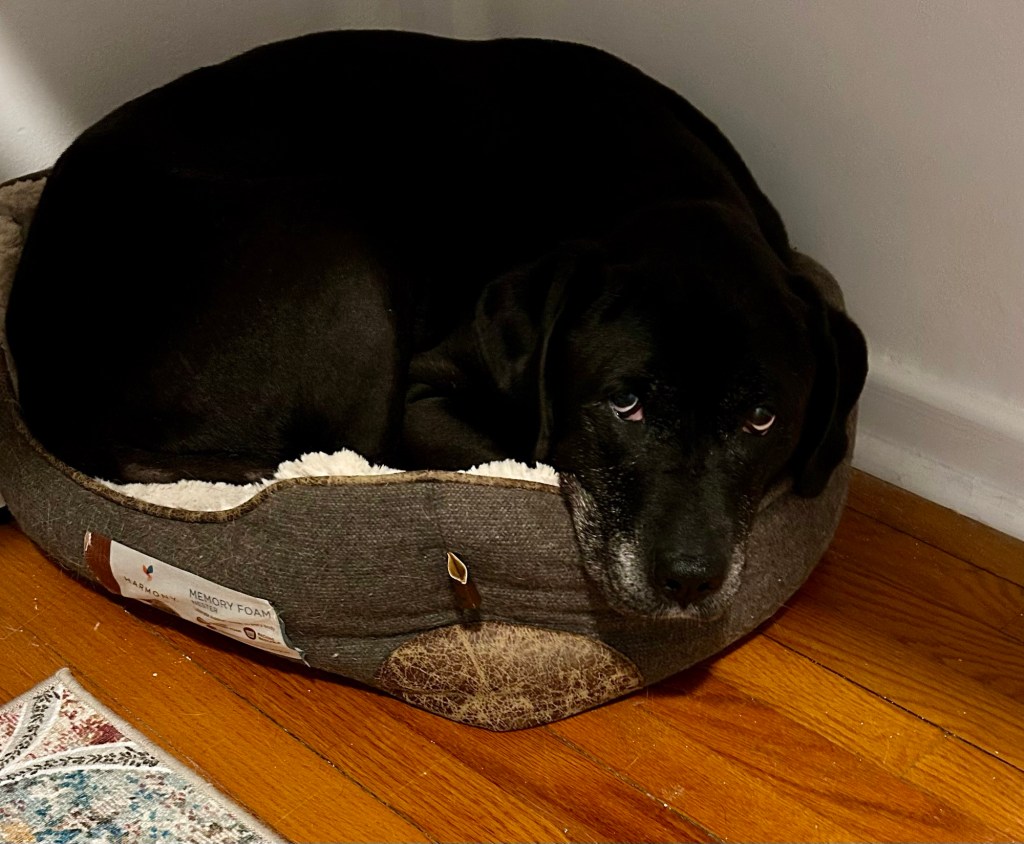 A pretty black dog sits curled up in a dog bed a few sizes too small for her under a desk.