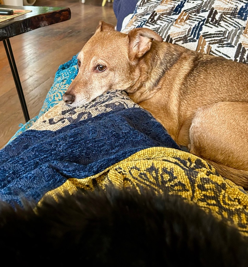 A little yellow dog lies on top of a couch and rests chin on a woman’s ankles.