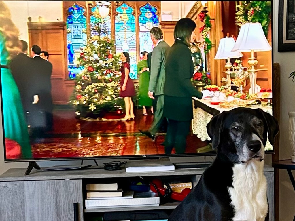 A magnificent, large black and white hound sits in front of a television showing a Christmas movie.  Disapproval is written all over the big dog’s face.