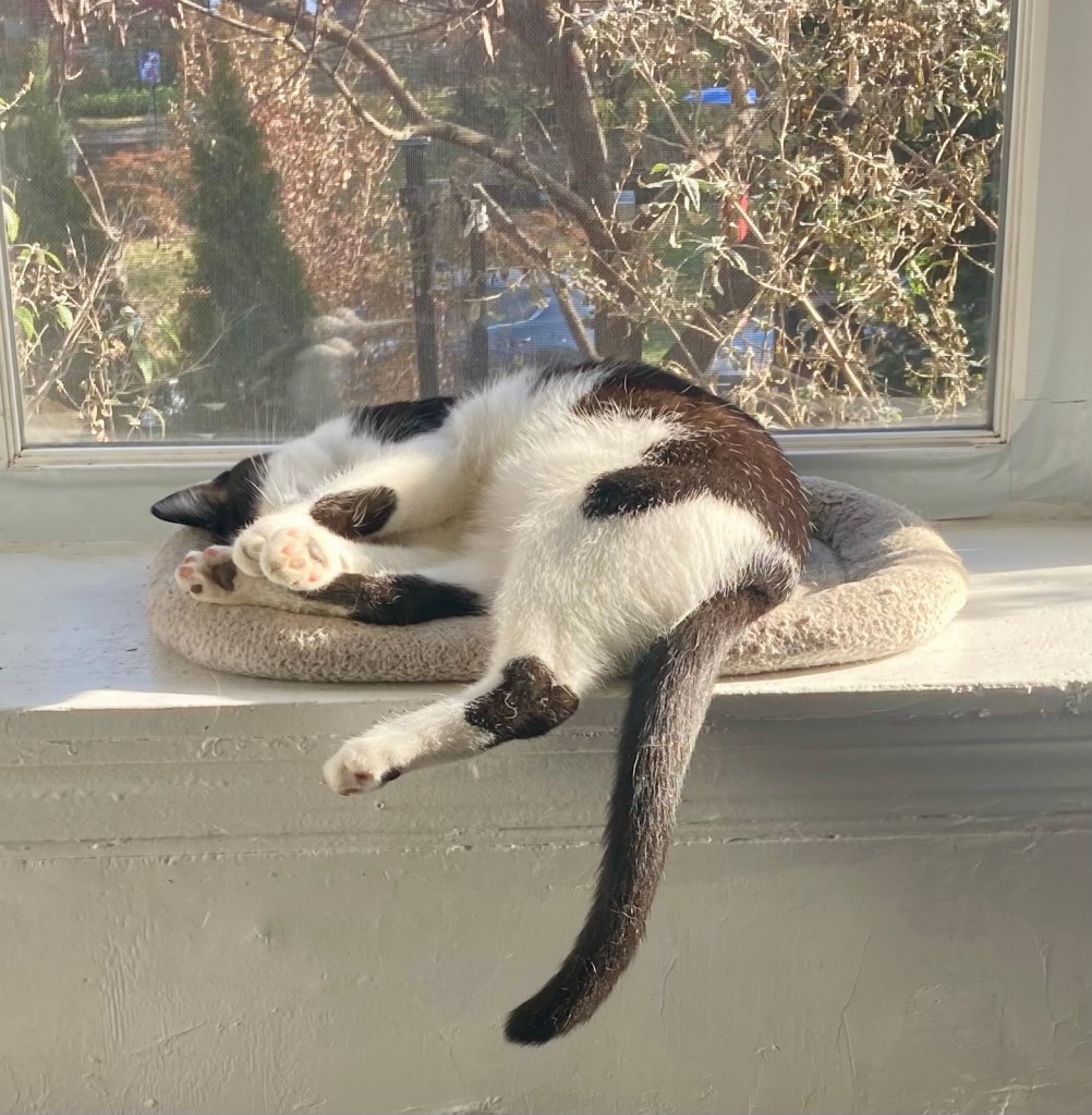 A young tuxedo cat sleeps on the wide ledge of a bay window with his paws extended every which way like spaghetti.