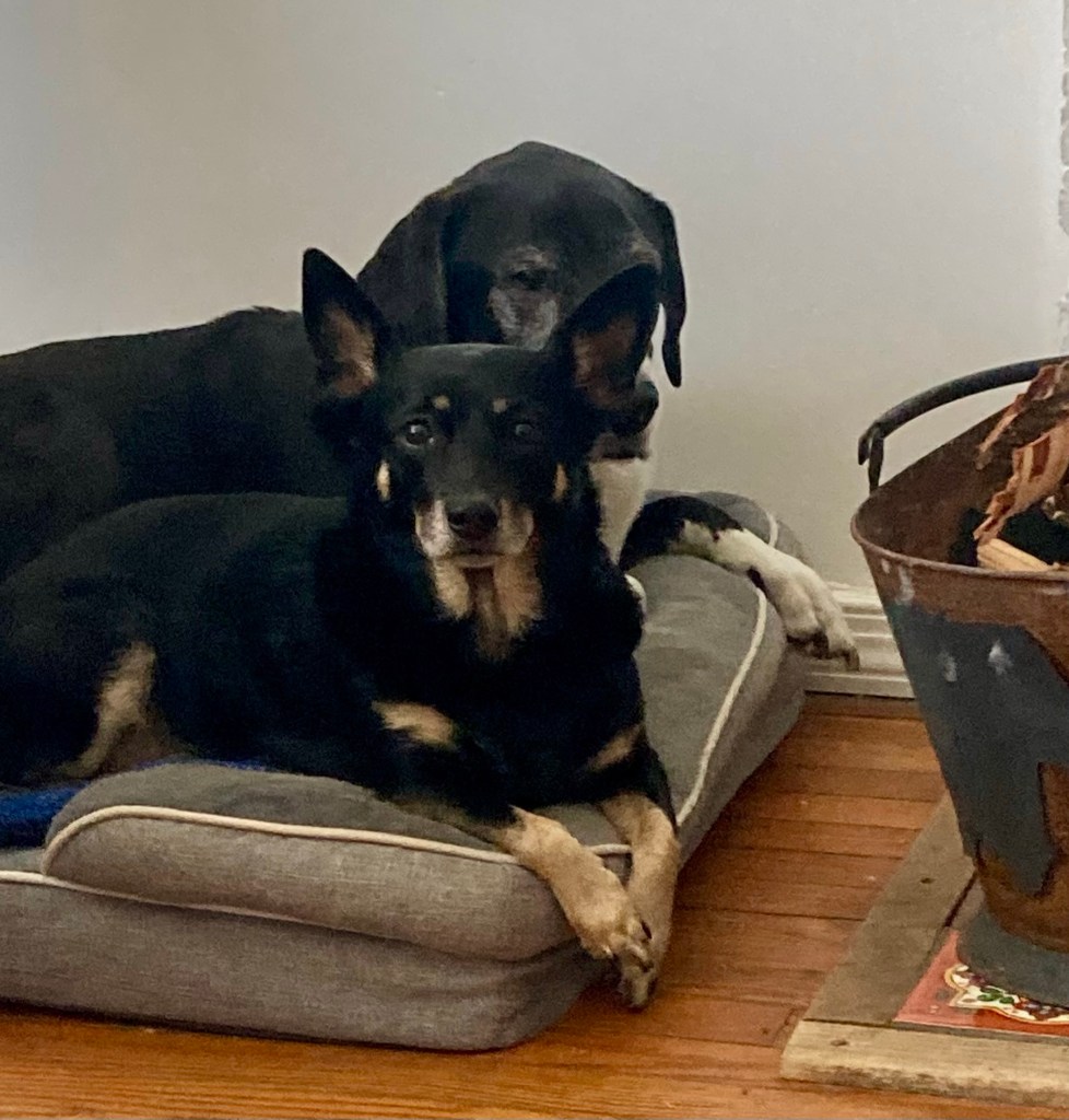A pretty little black dog and a big black and white hound lounge on a dog bed.