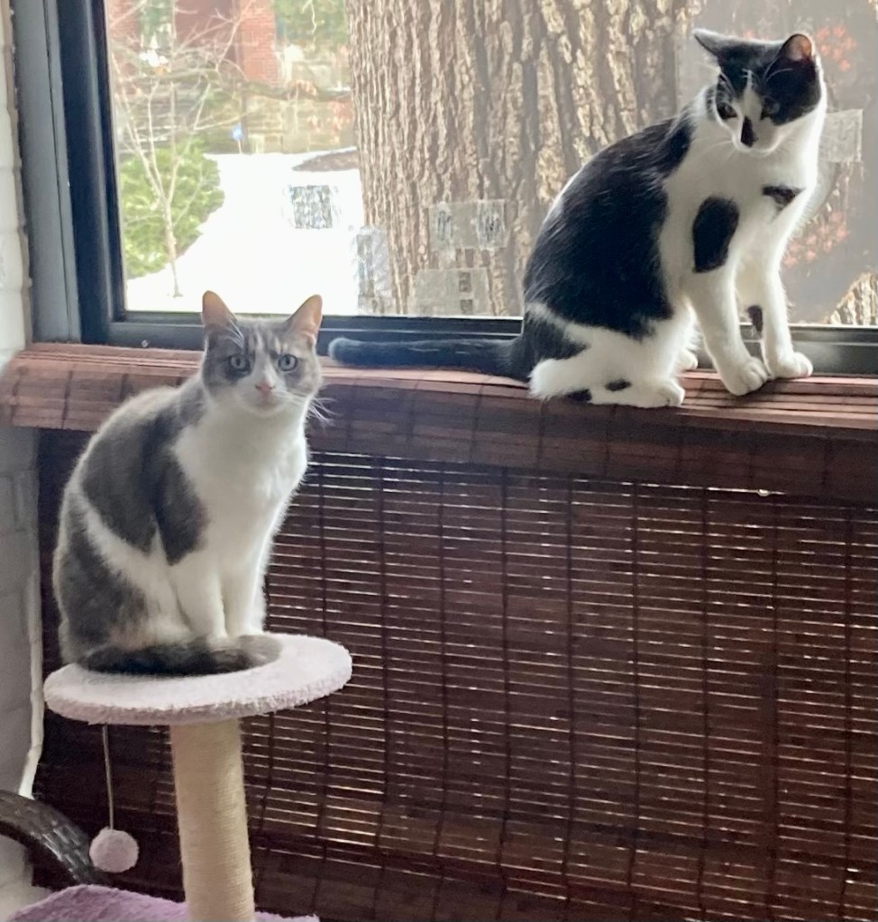 Two cats sit on a screened porch, a pretty, grey stripy tabby on a cat tree and a young black and white cat on the window ledge behind her.