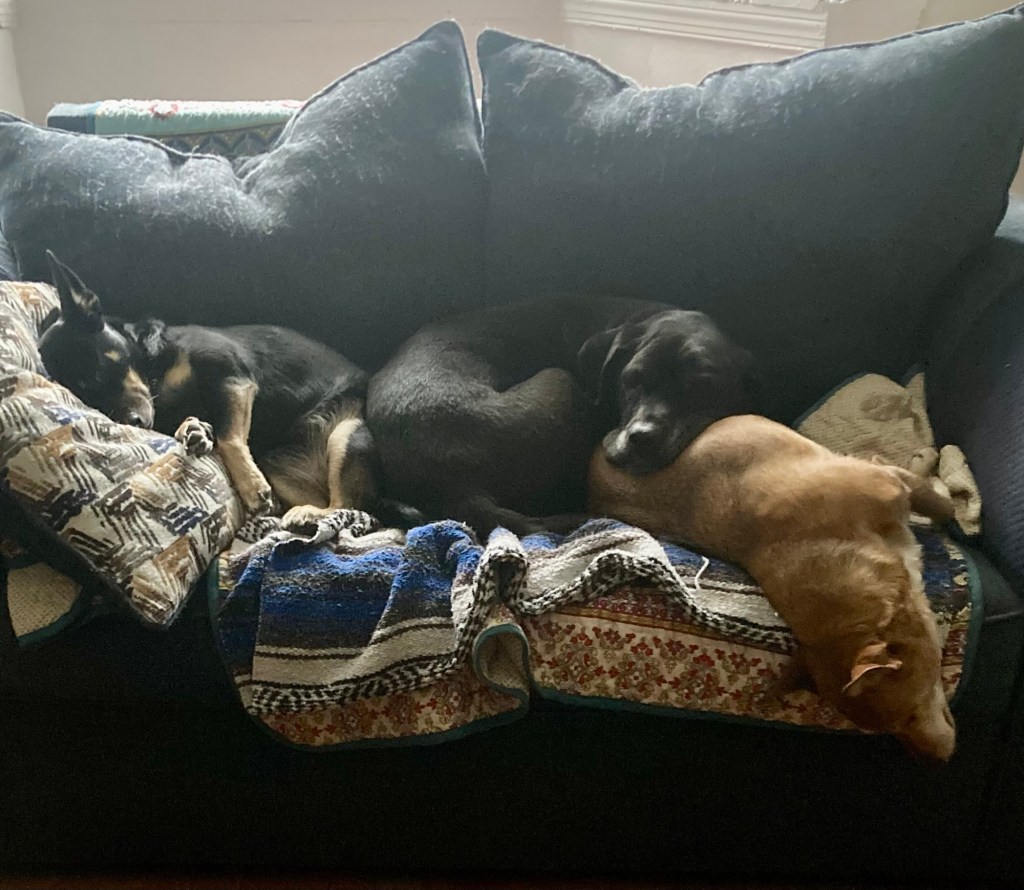 A big black dog rests her head on a little yellow dog who appears to be sliding off the couch, head first.