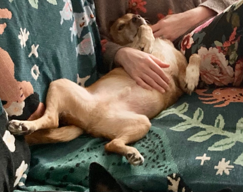 A little yellow dog receives a tummy rub from a woman sitting next to him on a couch.