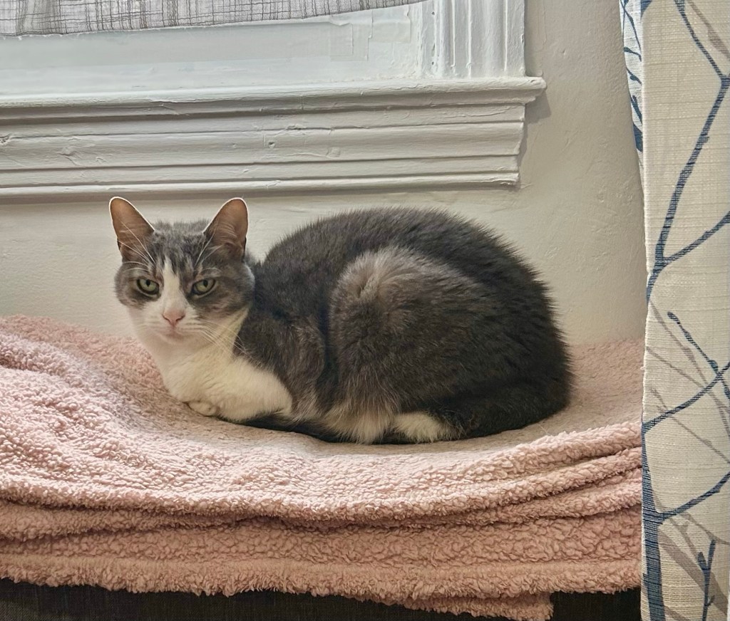 A pretty grey and white tabby sits in loaf position atop a fluffy pink blanket.