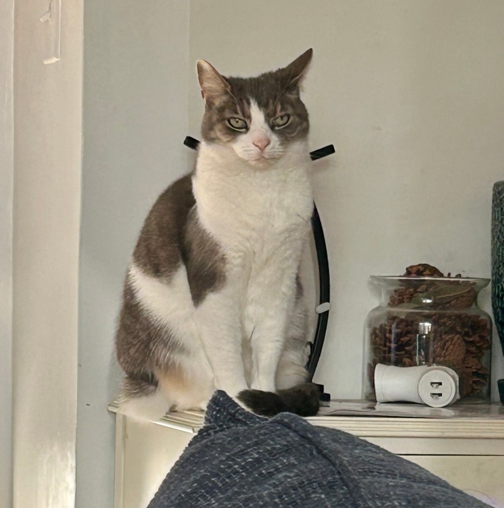 A pretty, grey and white stripy tabby sits atop an entryway table and glares at the door.