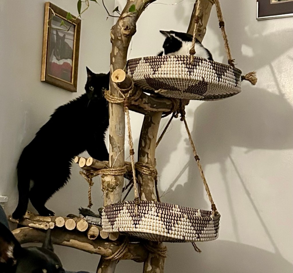 A young black and white cat lounges in the uppermost basket of a cat tree while a black cat climbs up the side of the tree.