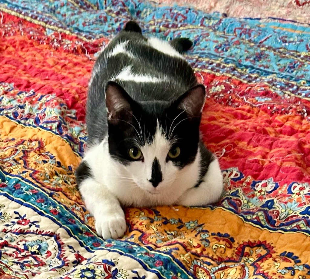 A handsome black and white young cat lounges on a colorful bedspread.