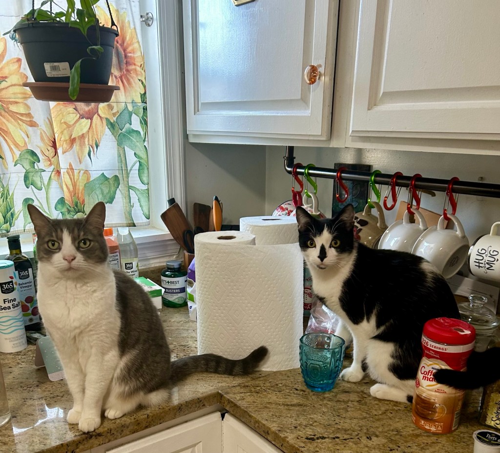 A pretty grey tabby and a handsome tuxedo cat sit atop a kitchen counter and stare at their humans accusingly.