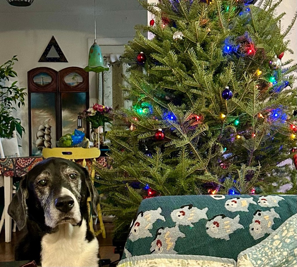 A magnificent black and white hound poses next to the same tree.